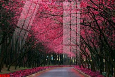 File gốc File tranh gốc in tranh tường nền tổng hợp H35266 (in ấn) màu sắc trung thực