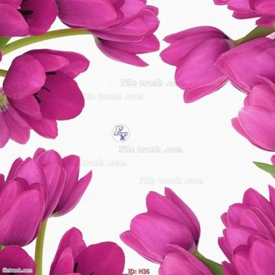 Tải file gốc file tranh hoa H36 (in tráng gương) siêu đẹpFile tranh gốc file tranh hoa H36 chất lượng cao