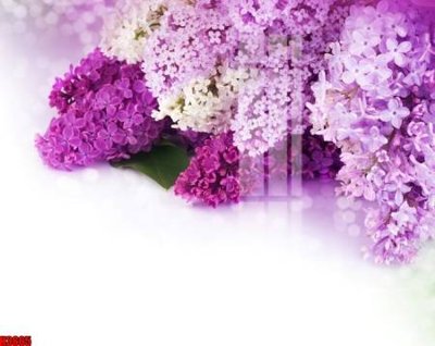 File in mica File tranh decor tranh bộ treo tường tổng hợp H3665 (bản gốc) làm vách ngăn