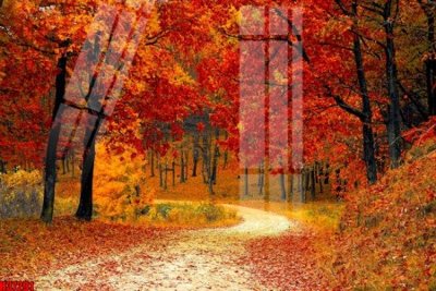 File in mica File tranh gốc in tranh tường nền tổng hợp H37291 (bản gốc) siêu trong