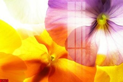 Download file gốc File tranh decor tranh bộ treo tường tổng hợp H3739 (in mica) logo