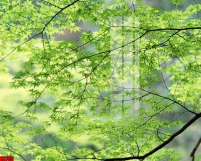 File gốc File tranh decor tranh bộ treo tường tổng hợp H3755 (cho in ấn) từ kho Filetranh