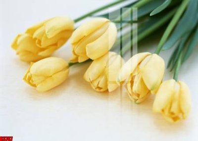 File gốc in mica File tranh decor tranh bộ treo tường tổng hợp H3787 chất lượng