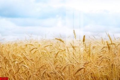 File gốc File tranh decor tranh bộ treo tường tổng hợp H3819 (chuẩn màu) cho in offset