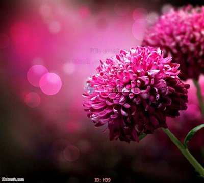 File tranh gốc file tranh hoa H39 (bản quyền) độc đáo