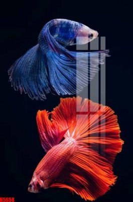 Ảnh gốc File tranh decor tranh bộ treo tường tổng hợp H5658 (nét căng) in mica