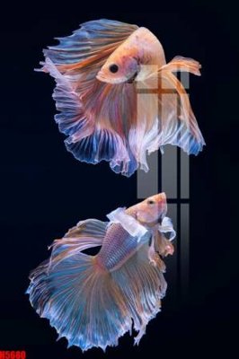 Download file gốc File tranh decor tranh bộ treo tường tổng hợp H5680 (in lụa) nghệ thuật