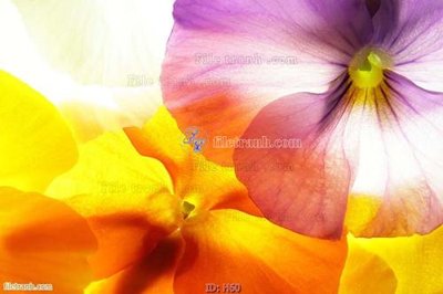 File in mica file tranh hoa H60 (bản gốc) siêu trong