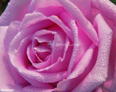 File in trần file tranh hoa H66 (bản gốc) bầu trời