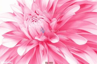 Tải file file tranh hoa H68 (gốc) in tranh tráng gương