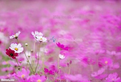 File PSD file tranh hoa H95 (gốc) cho designer