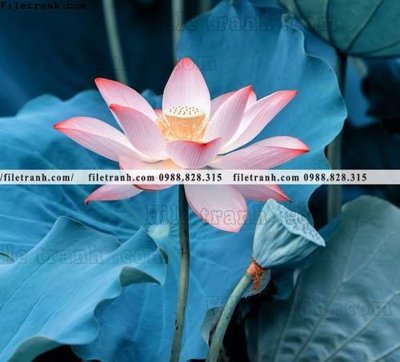 Tải file tranh gốc Hinh anh hoa sen dep 650 chất lượng cao