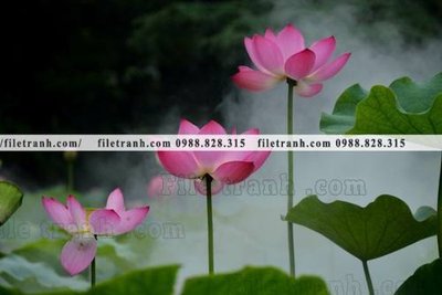 File tranh Hinh anh hoa sen dep 651 (bản gốc) treo quán cafe