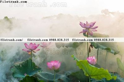 Ảnh mô tả file gốc in mica Hinh anh hoa sen dep 657