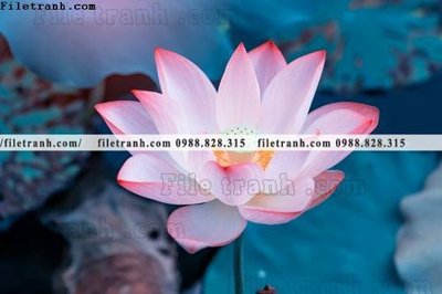 Download file Hinh anh hoa sen dep 659 (gốc) in mica đèn LED