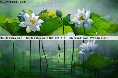 File gốc Hinh anh hoa sen dep 662 (ảnh rõ nét) để in