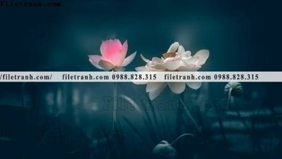 Tệp tin gốc Hinh anh hoa sen dep 665 (chất lượng cao) Hinh anh hoa sen dep 665