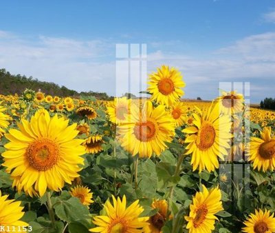 File gốc File gốc in tranh tổng hợp K11153 (in mica) cắt laser