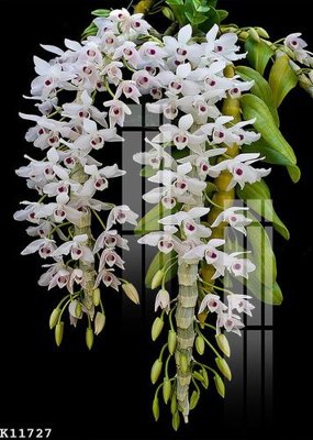 File gốc File gốc in tranh tổng hợp K11727 (bản quyền) cho in ấn