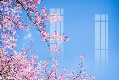 File ảnh File gốc in tranh tổng hợp K11987 (gốc) in poster