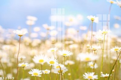 File in trần File gốc in tranh tổng hợp K12389 (bản gốc 3D) sống động