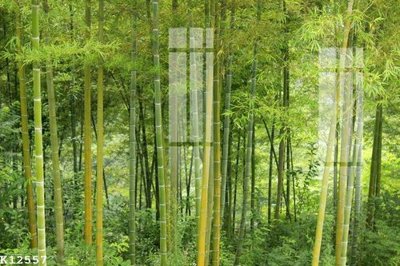 File gốc File gốc in tranh tổng hợp K12557 (AI/EPS) cho in ấn