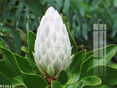 File PSD File gốc in tranh tổng hợp K12813 (gốc) cho in quảng cáo