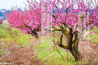 Tải file File gốc in tranh tổng hợp K12820 (gốc) in trên mọi chất liệu