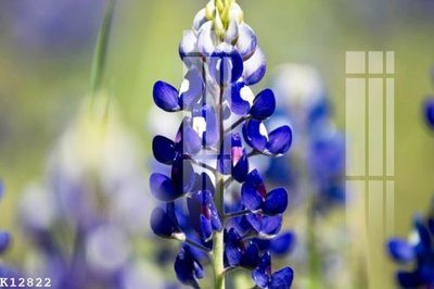 File in trần File gốc in tranh tổng hợp K12822 (bản gốc) đại dương