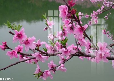 File ảnh File gốc in tranh tổng hợp K12856 (gốc) in PP, decal