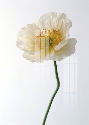 File ảnh File gốc in tranh tổng hợp K13257 (gốc) cho trang trí nội thất