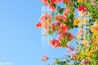 File tranh in mica File gốc in tranh tổng hợp K13993 (độ phân giải cao)