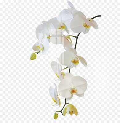 Tải file gốc in lụa File gốc in tranh tổng hợp K14714 siêu nét