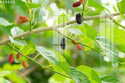 Download file File gốc in tranh tổng hợp K15822 (gốc) cho xưởng in