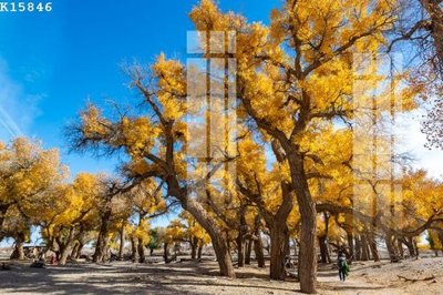 Tải file gốc File gốc in tranh tổng hợp K15846 (in tráng gương) siêu đẹpFile tranh gốc File gốc in tranh tổng hợp K15846 chất lượng cao