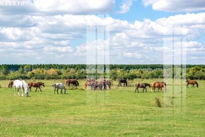 File tranh File gốc in tranh tổng hợp K15870 (bản gốc) treo tường