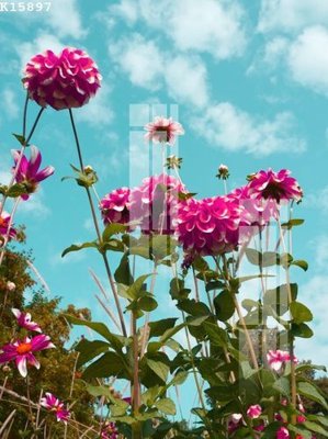 File tranh File gốc in tranh tổng hợp K15897 (gốc) chủ đề thành phố