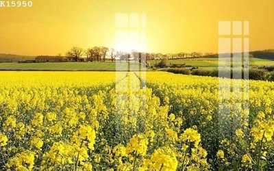 File gốc File gốc in tranh tổng hợp K15950 (in lụa) tranh mã đáo