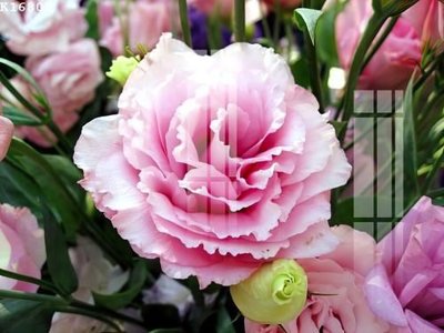 File gốc File gốc in tranh tổng hợp K16802 (ảnh chi tiết) để in ấn