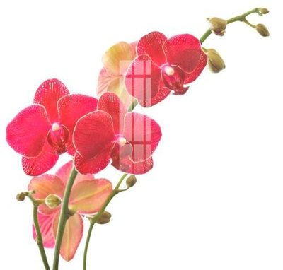 File tranh File gốc in tranh tổng hợp K16912 (ảnh gốc) in trần 3D