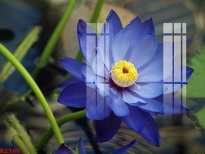 File ảnh File gốc in tranh tổng hợp K1706 (gốc) cho trang trí nội thất