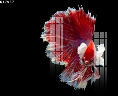 File in lụa File gốc in tranh tổng hợp K17967 (phong cảnh) File gốc in tranh tổng hợp K17967