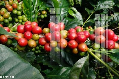 Tải file File gốc in tranh tổng hợp K19510 (gốc) in tranh tráng gương