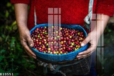 Ảnh gốc File gốc in tranh tổng hợp K19551 (nét căng) in mica