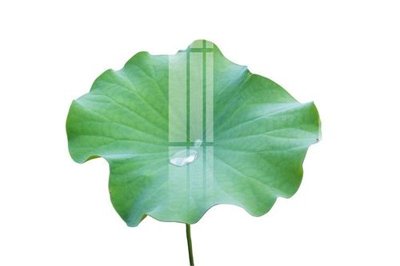 File in trần File gốc in tranh tổng hợp K19559 (bản gốc) 5D