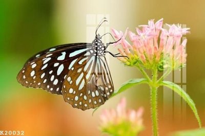 Tải file File gốc in tranh tổng hợp K20032 (PSD) cho in tranh 3D