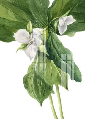 File in ấn File gốc in tranh tổng hợp K20200 (bản gốc) chất lượng cao