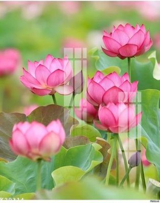 Tải file gốc File gốc in tranh tổng hợp K20314 (in khổ lớn) quảng cáo