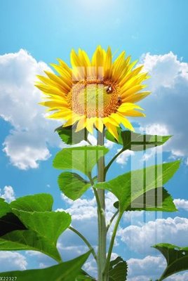 File gốc in tráng gương File gốc in tranh tổng hợp K22327 chi tiết