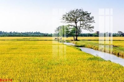 File tranh in tráng gương File gốc in tranh tổng hợp K2274 (siêu nét)